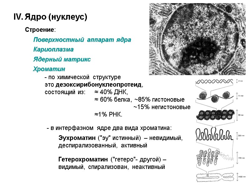 IV. Ядро (нуклеус)  Строение:  Поверхностный аппарат ядра  Кариоплазма Ядерный матрикс 
